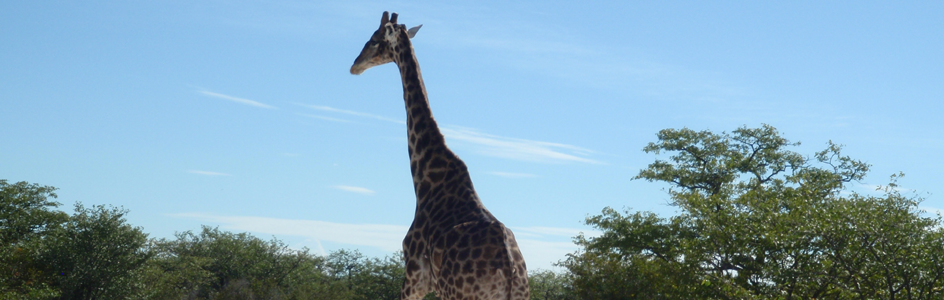 Namib2013